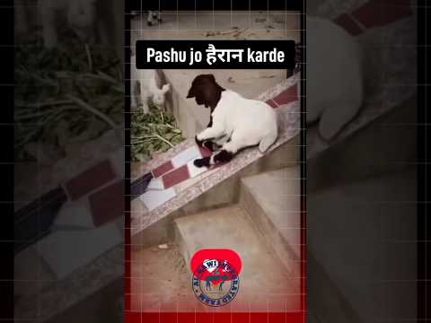 Pashu jo เคนเฅเคฐเคพเคจ karde goat ๐ ๐ฑ #goat #goatfarming #bakripalan #farm #farming #shorts #funny #comedy