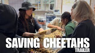 TRAILER: Saving Cheetahs | Returning to CCF