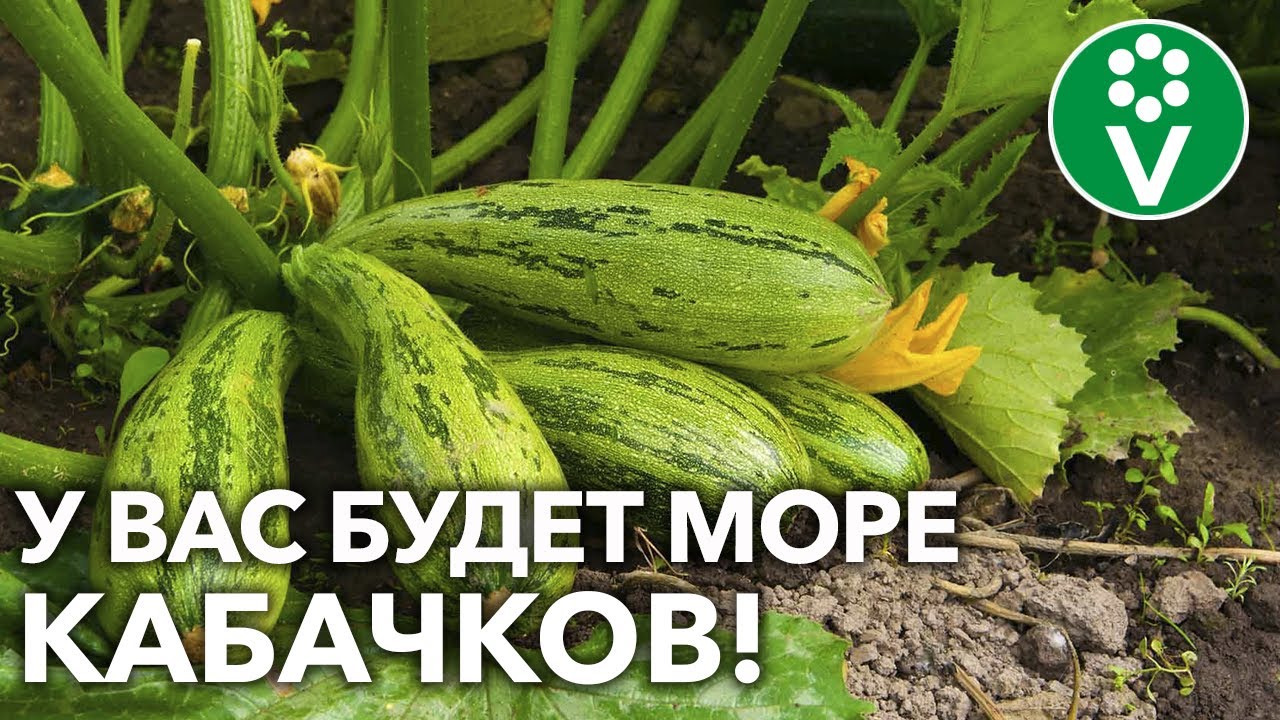 Йод и борная кислота для большого урожая кабачков! Для лучшей завязи и против гнилей!