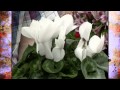 National Floriculture Judging Contest Overview