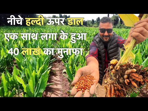 Intercropping Farming model Turmeric and Pulses