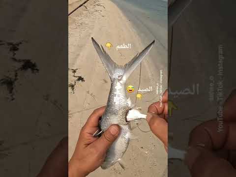 فيه حكمة هنا .. لكن ما عرفتها 😅