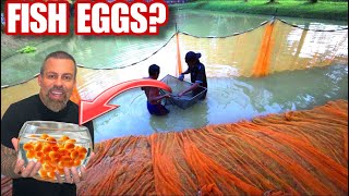 “INSANE Midnight Asian Arowana Egg Harvest on a Remote Mountain in Malaysia!”