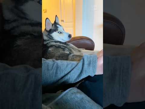 Purebred Husky #dog #funnydogs #foryou #fyp #husky #fypshi #pets #funny #funnypet #drama
