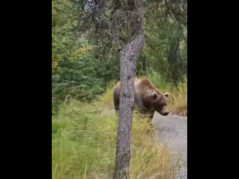 While I was Running a Bear jumped out At me l Don't know what to Do ?