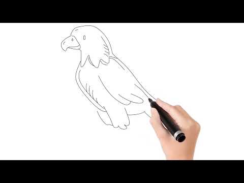 تعلم رسم صقر بطريقة سهلة وخطوات بسيطة