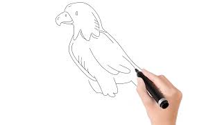 تعلم رسم صقر بطريقة سهلة وخطوات بسيطة