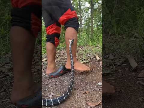 सांप काटे तो क्या करे_What to do if bitten by a snake