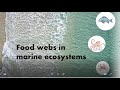 Energy Flow in Marine Ecosystems