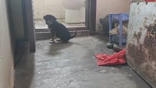 cute puppy so cute her Katrob and Kater
