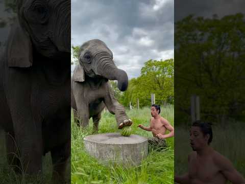 Elephant crushing a watermelon 🍉🐘 #elephant #power #watermelon on