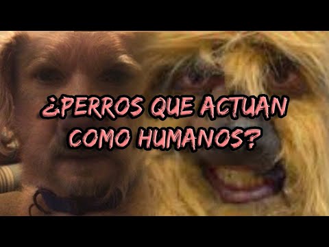 ESTOS ANIMALES PIENSA QUE SON HUMANOS 🐶☠❌