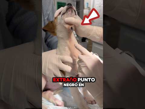 ¡La Impactante Verdad Sobre el Cuello del Perro! 😱😢 (@acc.pcc / TT)