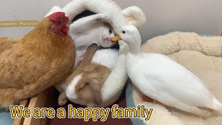Kittens, puppies, duck and hen all want to help take care of the baby rabbits.A happy animal family