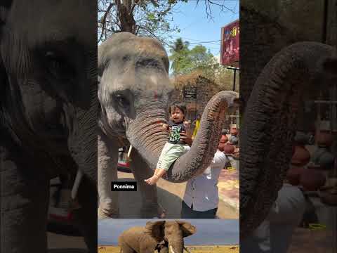 ஆசீர்வாதம் வேணுமா... நல்லா இருமா.... நான் காண்டா மிருகம் இல்ல 😂😂