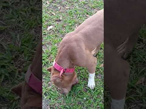 #yourdog #pitbull #pitbul #cachorro #clubedospitbulls #pets #pitbullegatos #pitlove