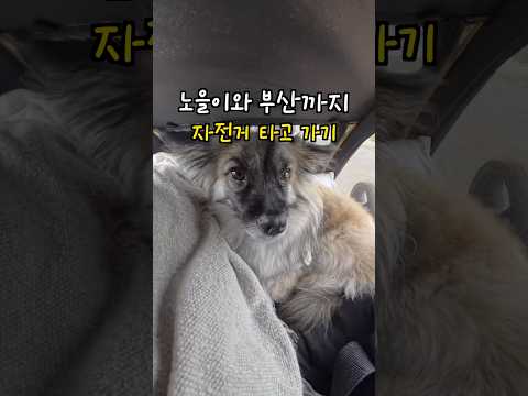강아지랑 자전거 타고 부산가기 2편! #shorts