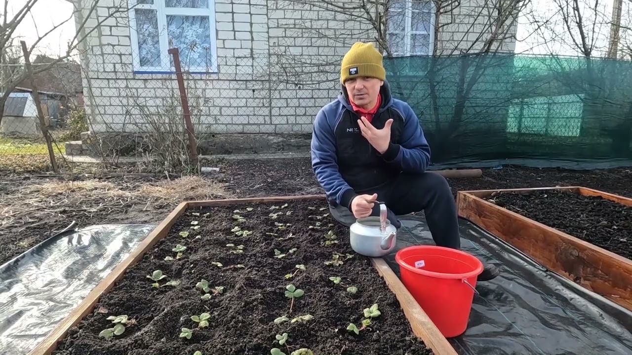 Клубнику выдавило из земли зимними морозами, что с ней сделать весной.