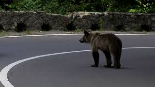 YouTube video thumbnail: Romania Expands Bear Cull, Critics Say Enforcement Gaps Persist