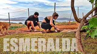 Plantamos GRAMA ESMERALDA no TERRENO! T.11 Ep.44