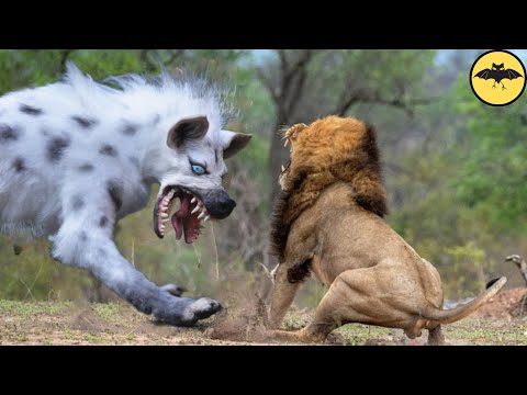 7 Animales Que Pueden Matar un León.