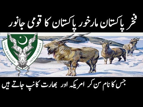Markhor - Why Its National Animal of Pakistan?