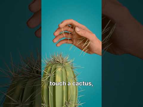 How to Take Out Cactus Spines😲
