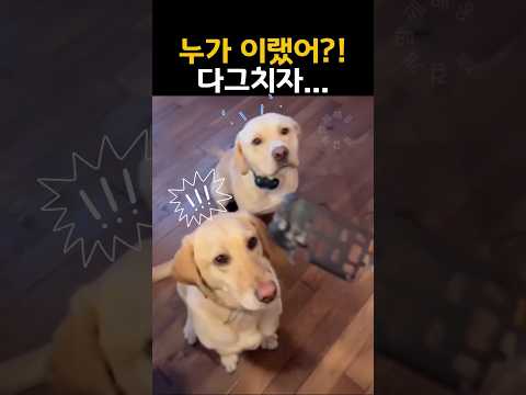 "이거 누가 그랬어?" 보호자가 다그치며 묻자, 제발 저린 댕댕이가 보인 반응