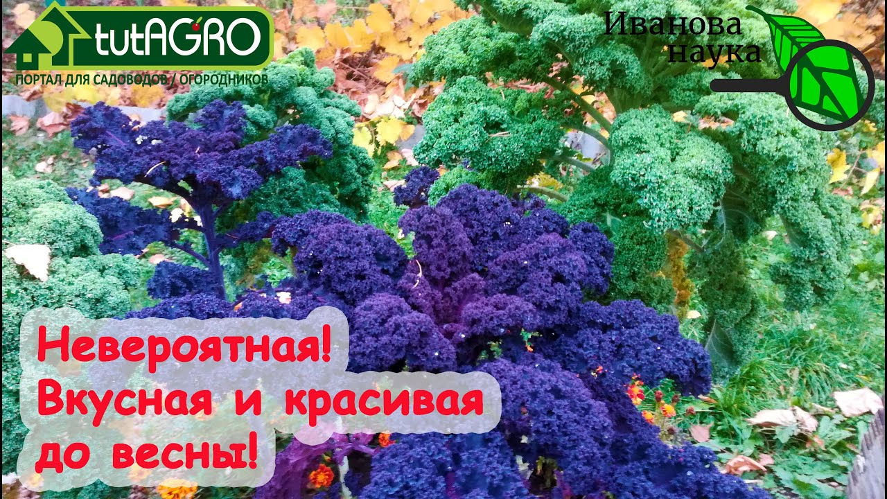 Хотите жить вкусно и красиво? Тогда она - для вас! Листовая капуста: выращивание и использование.