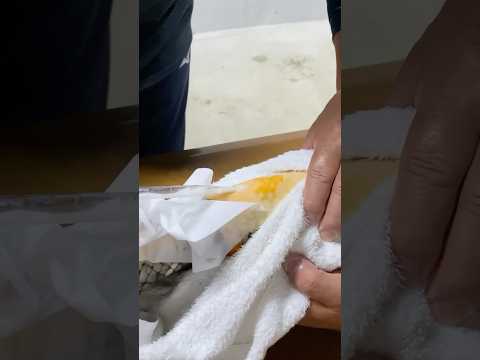 How Do They Breed Koi Fish? 👶 🐟