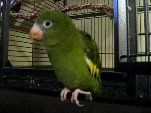 White Winged Parakeet For Sale 11 21