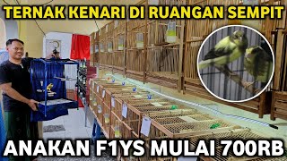 AWALNYA CUMA ISENG BARU 1 TAHUN TERNAK KENARI TAPI PANEN LANCAR AWH KENARI BOYOLALI