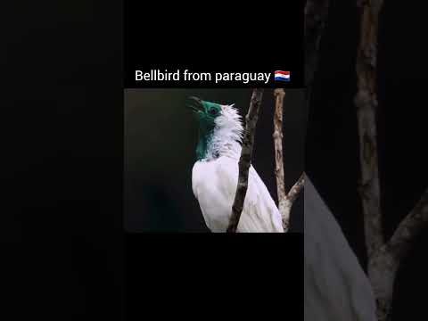 National bird sound part 1 #viralvideo #youtubeshorts