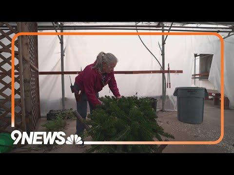 Arvada nursery celebrates holidays by giving away free Christmas trees