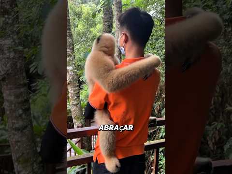 Gibão e sua DEPENDÊNCIA EMOCIONAL em HUMANOS. #bichos #animais #curiosidade