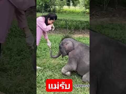 ถึงกับน้ำตาไหล"ใครสอนให้หนูทำ" วินาทีตุลาคุกเข่าขอแม่รับคุณหนูนา กัญจนา เธอผู้เป็นนางฟ้าของสัตว์ป่า