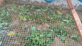 เริ่ม ผสมพ่อ-แม่ พันธุ์ กบคอนโด
