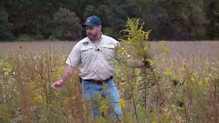 Bringing Back Bobwhites to Delaware