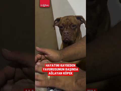 Hayatını kaybeden yavrusunun başında ağlayan köpek #shorts #köpek #keşfet