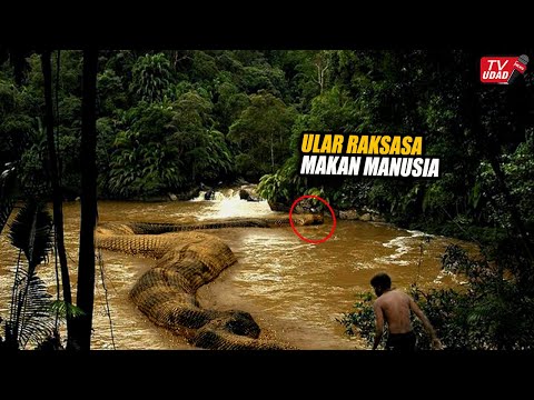 Ngeri !! Seorang Kakek Apes Tiba-Tiba Diserang Ular Raksasa Saat Mencari Kayu Didalam Hutan