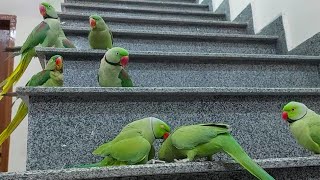 My Super Cutest Green Funniest Talking Parrots On House Stairs