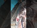 Comprensión del Video
