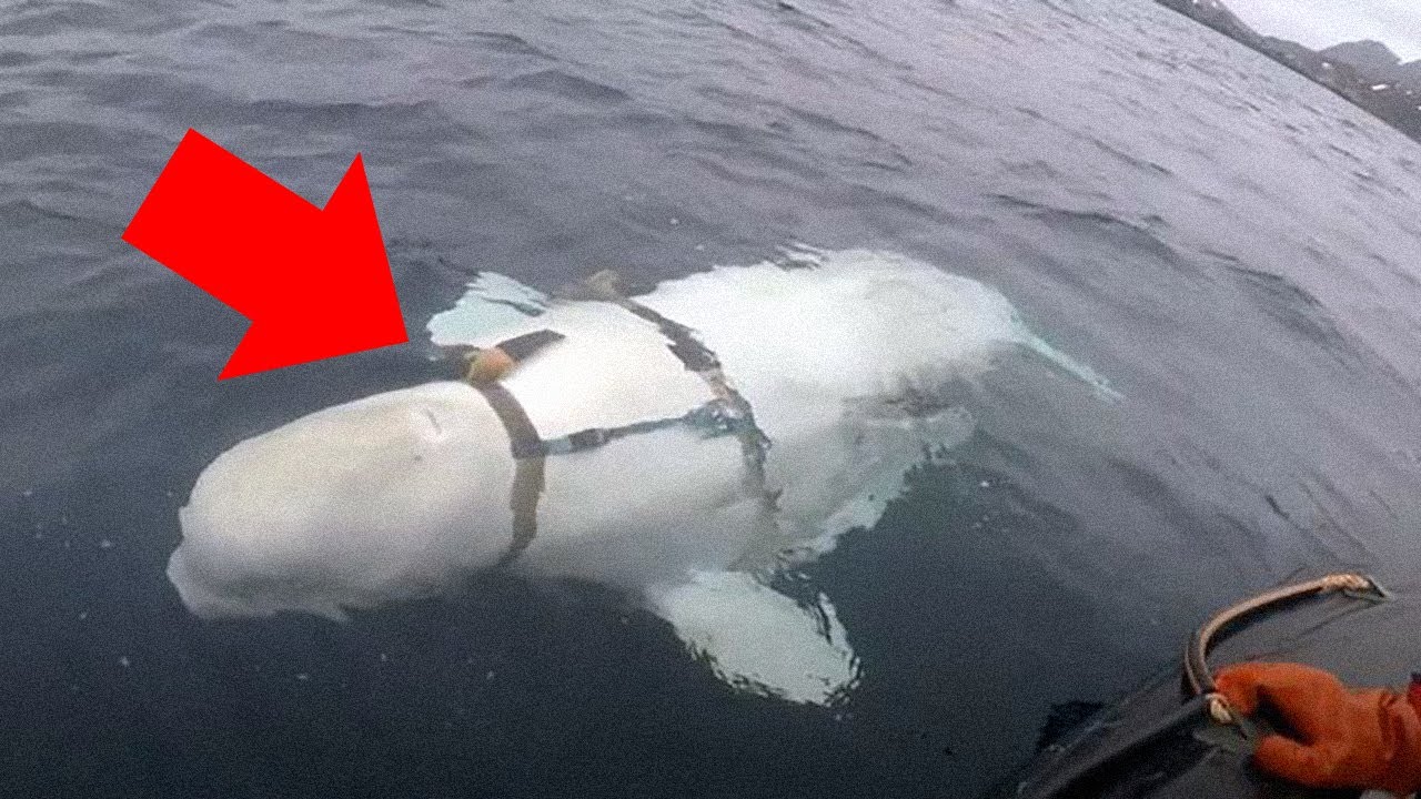 A Strange Whale Turned Up in Norway - It Might be a Russian Spy