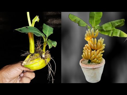 SUPER SPECIAL TECHNIQUE for propagating bananas with coca-cola, super fast growth