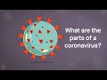 Understanding Coronaviruses and Their Structure