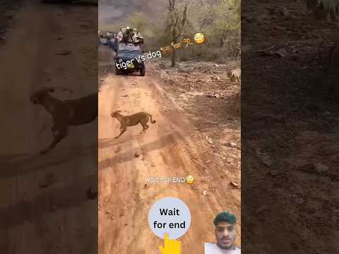Tiger vs dog  #girnationalpark  #savegir #comedy #asiaticlion #animals #wildanimals #amreli #sasan
