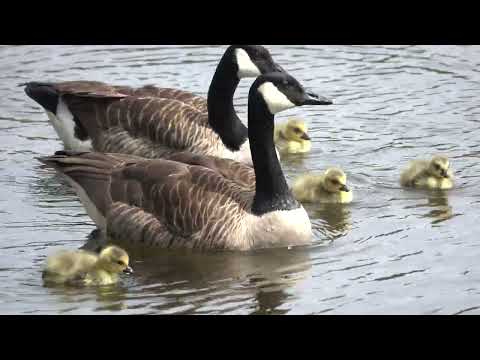 Wagbachniederung  - Schildkröten, Gänse, Enten und Möven