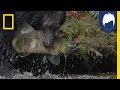 Bertie Gregory's Wildlife Series Insights