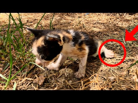 An accident left a kitten disabled, trying to crawl towards people, crying like a baby