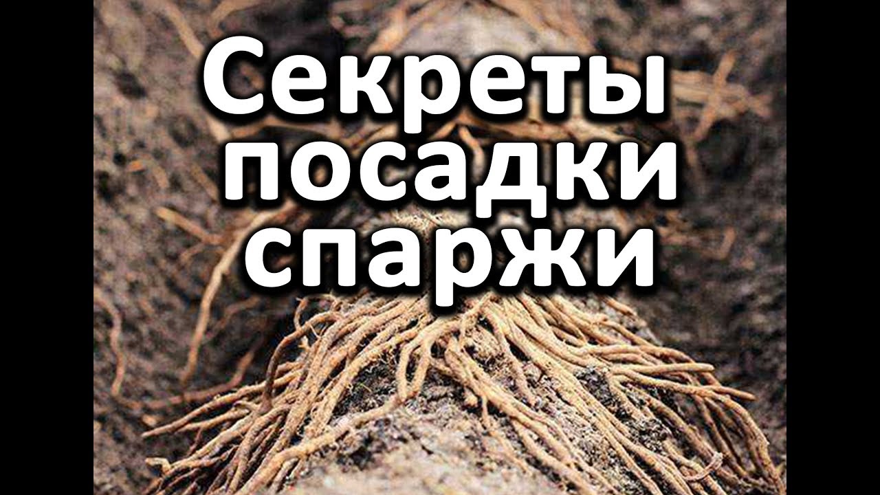 Секреты посадки спаржи